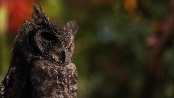 Owl turning head, blinking against a colorful backdrop video