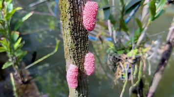 Pink eggs attached to tree in water video