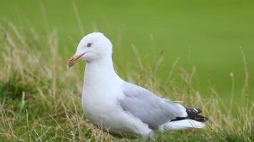 Seagull standing and walking on grassy area video