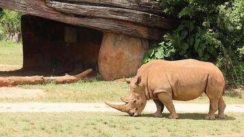 Rhino walks and grazes in a natural habitat video