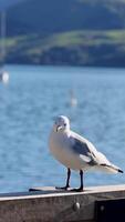 A seagull stands on a railing by a harbor, with boats and hills in the background under bright daylight video