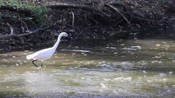 Egret wading and searching for food in water video