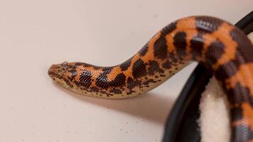 A Kenyan Sand Boa moves gracefully across a smooth surface, showcasing its distinctive patterned scales under soft lighting video