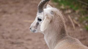 Curious goat explores its environment calmly in nature video