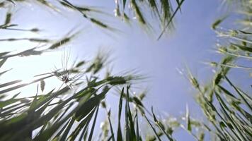 Wheat Ears Viewed From Below, Bright Sunlight and Blue Sky Backdrop Through Green Crops in Field video