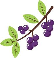 Purple berries on green leafy branch illustration with natural fresh design and simple style for nature projects and decoration vector