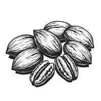 A detailed black and white vintage art silhouette depiction of pecan nuts beautifully rendered with exquisite hatching techniques on a white background. vector