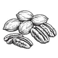 Detailed vintage art silhouette illustration showcasing shelled and unshelled pecan nuts in a botanical composition on white backdrop. vector