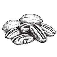 Detailed vintage art silhouette illustration depicting delicious pecan nuts and nutmeats in a realistic and botanical style vector