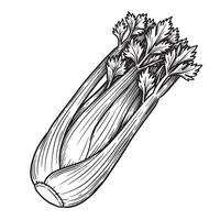 Detailed vintage art silhouette illustration of a fresh celery stalk and its leafy top isolated on white background vector