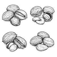 Elegant hand drawn ornament set featuring various types of nut illustrations for food and recipe designs vector