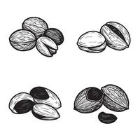 Elegant black and white hand drawn nut ornament set for culinary and design projects vector