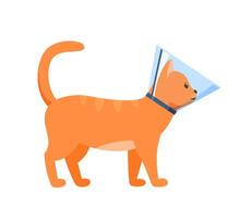 Cat in cone collar, red cat wrapped in Elizabethan collar, protection from licking for pet after treatment vector
