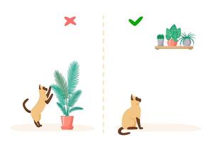 Cat and home plants. Wrong and right ways to keep plants at home with pet. Naughty siamese cat eats flowers in pots. Flat style vector