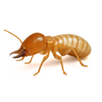 Transparent Background Image of a Termite with Simple Composition png