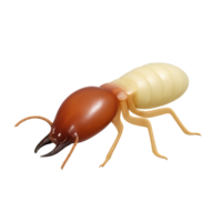 3D Termite Model on Transparent Background for Educational Use png