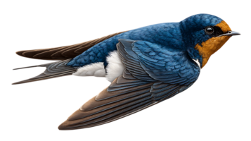 Detailed illustration of a blue and orange swallow bird isolated on transparent background png