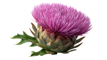 Close up of a vibrant purple thistle flower with green spiky leaves isolated on transparent background png
