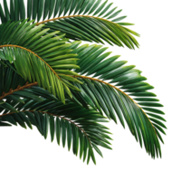 Vibrant green palm fronds with detailed texture and natural curves isolated on transparent background png