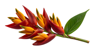 Vibrant heliconia flower with red and yellow bracts and green leaf isolated on transparent background png