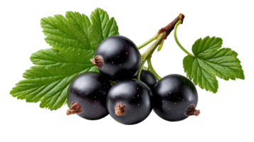 A cluster of ripe blackcurrants with vibrant green leaves on a stem isolated on transparent background png
