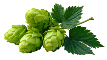 A cluster of fresh green hops with textured leaves on a transparent background isolated on transparent background png