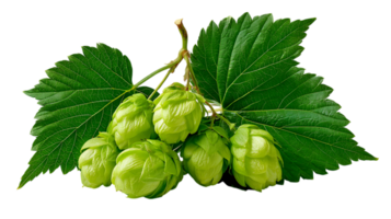 A cluster of fresh green hop cones with detailed leaves isolated on transparent background png