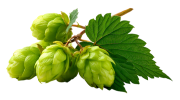 A cluster of fresh green hop cones with a detailed leaf on a stem isolated on transparent background png