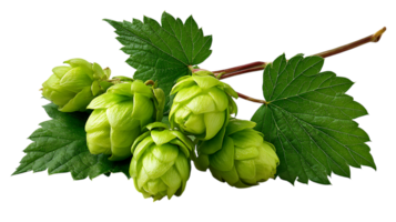 Fresh green hop cones with leaves on a branch isolated on transparent background png