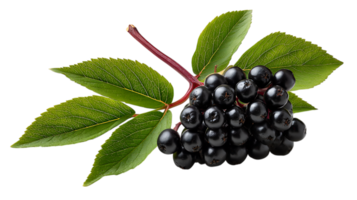 A cluster of ripe black aronia berries with green leaves on a stem isolated on transparent background png