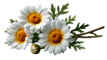 Three delicate white daisies with yellow centers and green leaves on a transparent background isolated on transparent background png