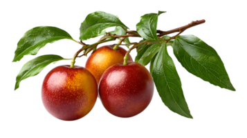 Three ripe red and yellow plums with green leaves on a branch isolated on transparent background image png