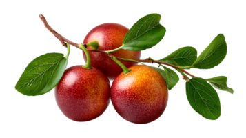Three ripe red and yellow plums with green leaves on a branch on transparent background png