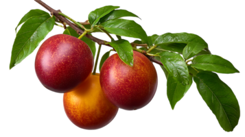 Three ripe plums with green leaves on a branch isolated on transparent background png