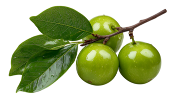 Three ripe green apples with water droplets on a branch with fresh leaves isolated on transparent background png