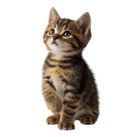Adorable tabby kitten with curious eyes sitting attentively with one paw raised isolated on transparent background png
