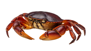 Detailed close up view of a reddish brown crab with prominent claws and legs isolated on transparent background png