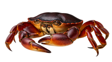 A detailed close up studio shot of a large reddish brown crab with prominent claws and legs isolated on transparent background png