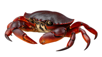 Detailed close up view of a vibrant red crab with prominent claws and textured shell isolated on transparent background png