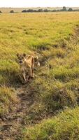 Lioness with cubs walking in the savannah in Kenya photo