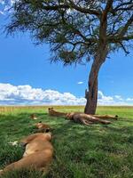 Lions relaxing in the shade of an acacia tree in Kenya photo