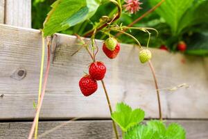 Strawberries growing on wooden raised bed photo