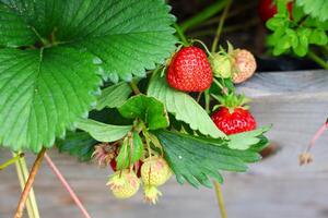 Ripe and unripe strawberries growing on plant photo