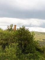 Cheetah standing on a bush in the savannah in Kenya photo