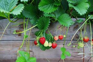 Many Ripe and unripe strawberries growing on wooden raised bed photo