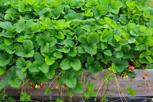 Strawberry plants growing in raised bed with ripe red berries and lush green leaves photo