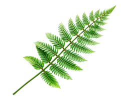 Vibrant Green Fern Leaf on Transparent Background png