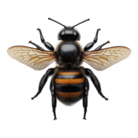 Detailed Realistic Bumblebee Isolated on Transparent Background png
