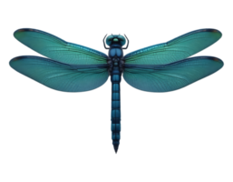 Close-up of a Teal Dragonfly with Transparent Wings png