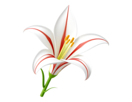 Close-up of a vibrant white lily with red stripes and a transparent background. png